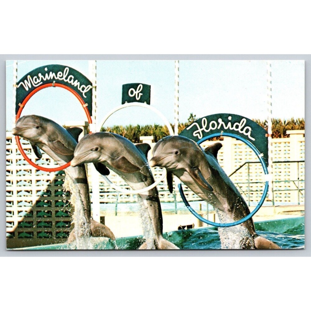 Vintage Marineland of Florida Postcard Three Dolphins Jumping Hoops TRIMMED FL